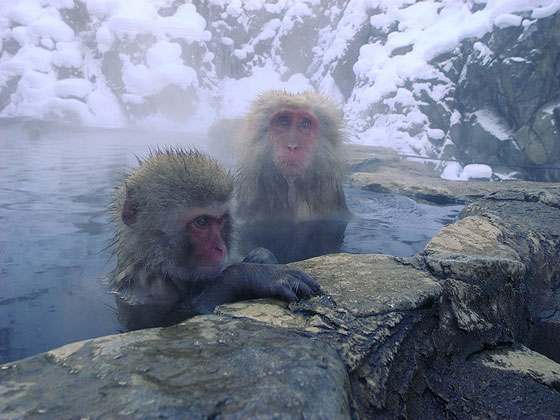 Snow monkeys in Jigokudani