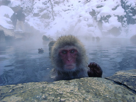 Snow monkeys in Jigokudani