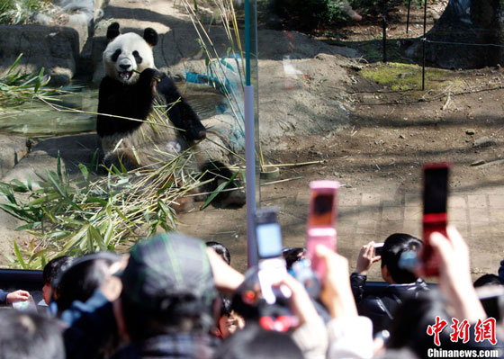 Giant panda debut at Ueno Zoo